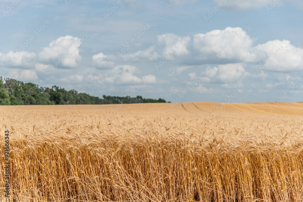 Ripe Wheat Field in Rural Farm Land During Harvest Time Landscape Ripe Wheat Field in Rural Farm Land During Harvest Time Landscape