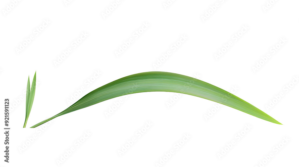 Green tropical leaves as element on transparent background Green tropical leaves as element on transparent background