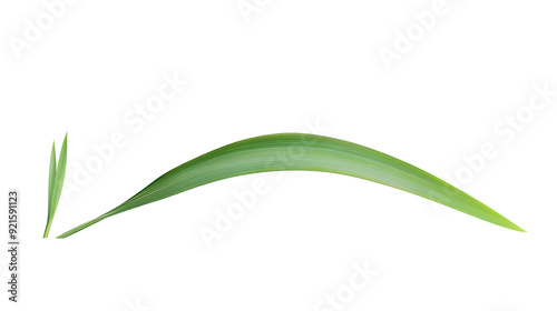 Green tropical leaves as element on transparent background