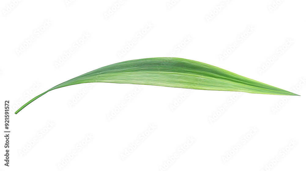 Green tropical leaves as element on transparent background Green tropical leaves as element on transparent background