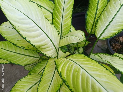 greenish white leaves of Dieffenbachia seguine, widely known as dumbcane. photo