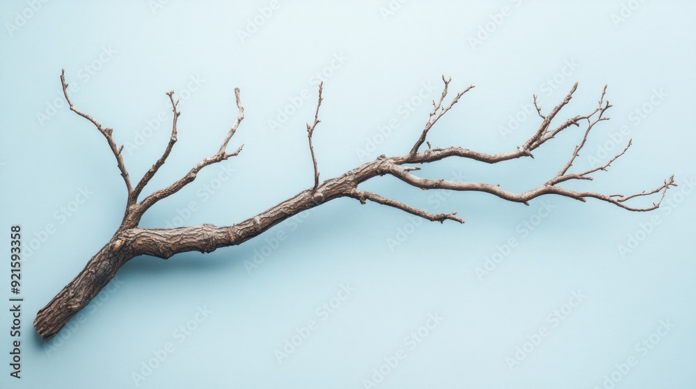 Dry Branch on a Pale Blue Background