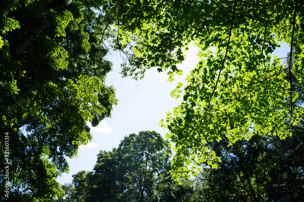 Fototapeta premium a view of a forestwoods jungle backyard green rustic