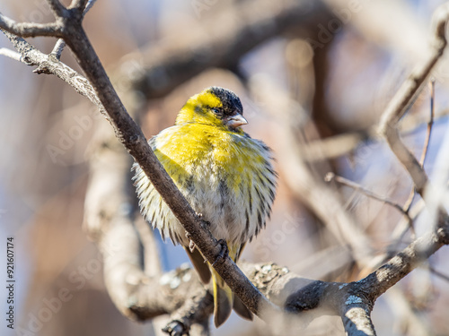 Eurasian siskin male, latin name spinus spinus, sitting on branch of tree. Cute little yellow songbird.
