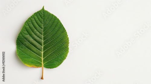 Walnut leaf with a compound structure, Autumn photo