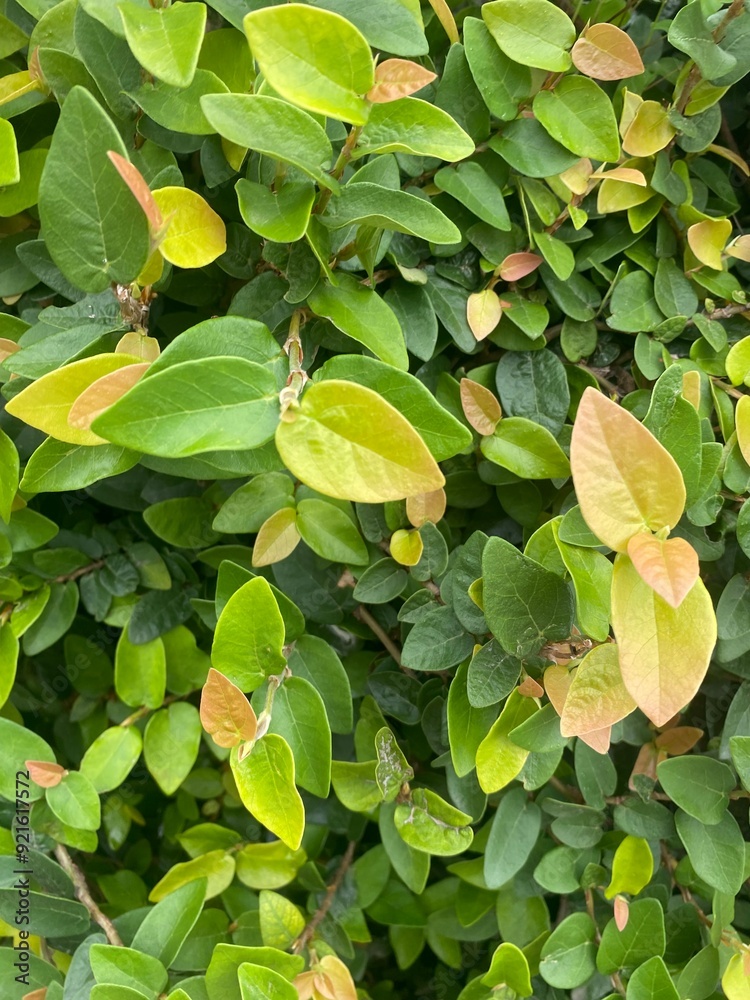 flowers,red,yellow,plants,moth flowers,red,yellow,plants,moth