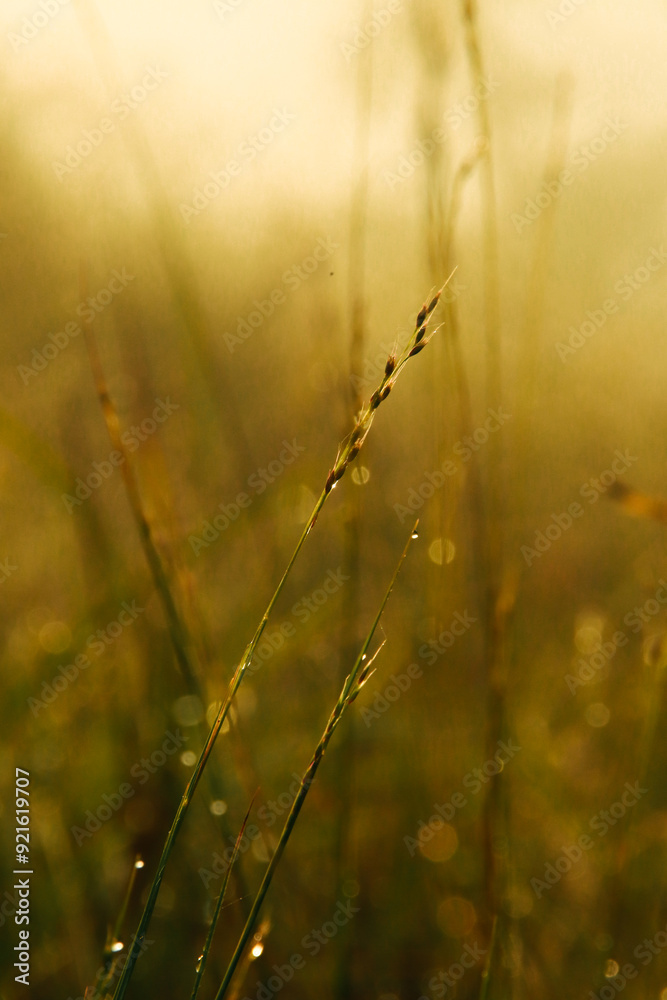 dew on the grass dew on the grass