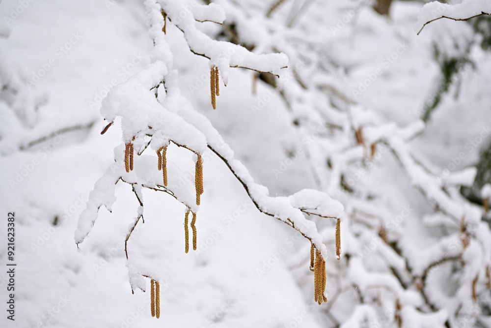 Haselnussstrauch im Schnee
