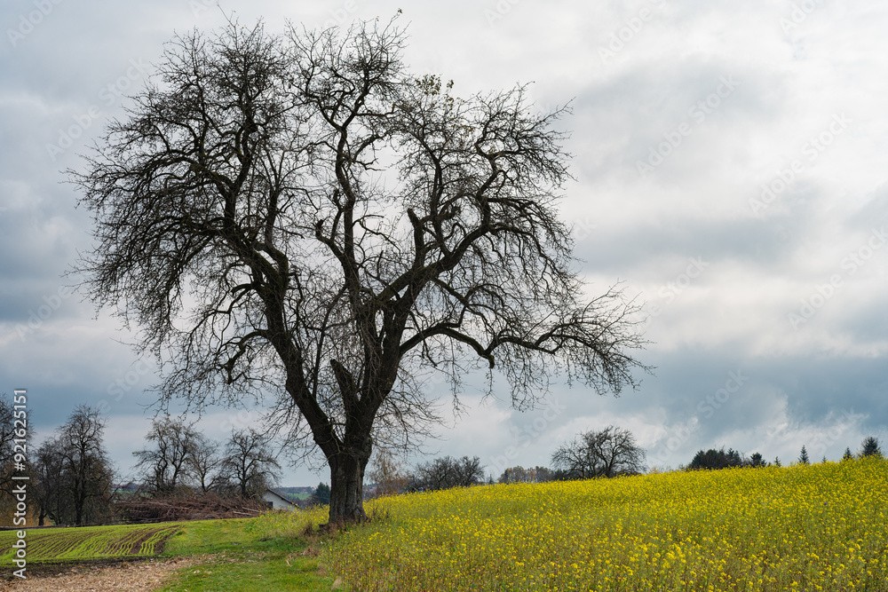 Landschaft im Mühlviertel in Österreich
