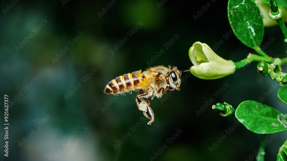 Honey bee carrying pollen flying towards flower. Honey bee carrying pollen flying towards flower.