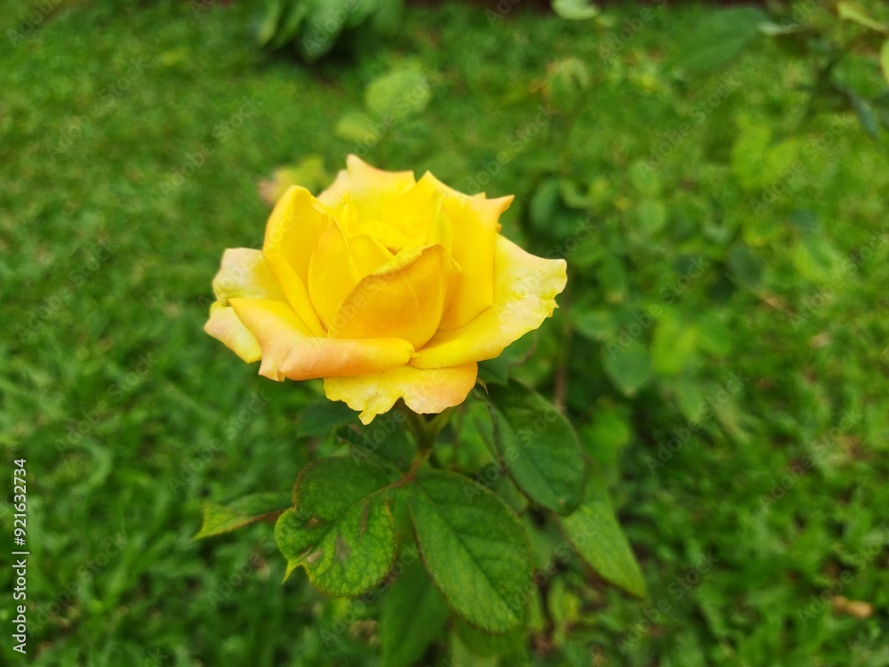 yellow flower in the grass yellow flower in the grass