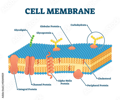 Cell membrane with labeled educational structure scheme illustration, transparent background. Anatomical closeup drawing with cross section element. Carbohydrate, globular protein.