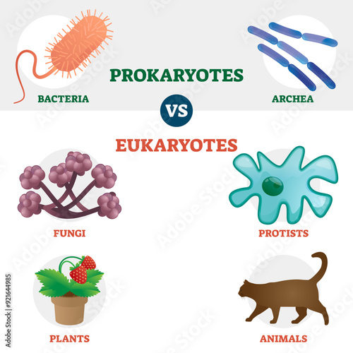 Eukaryote vs Prokaryote cell type organisms, educational set with bacteria, archea, fungi, protists, plants and animal illustrations, transparent background.