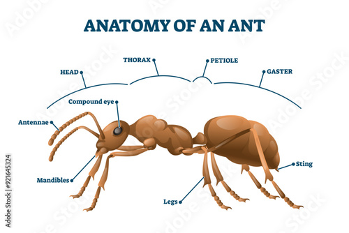 Ant anatomical structure illustration, transparent background.Labeled biological body scheme.Educational description with zoological physiology study graphic.