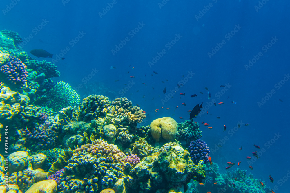 Fototapeta premium Colonies of the corals and tropical fishes at coral reef in Red sea