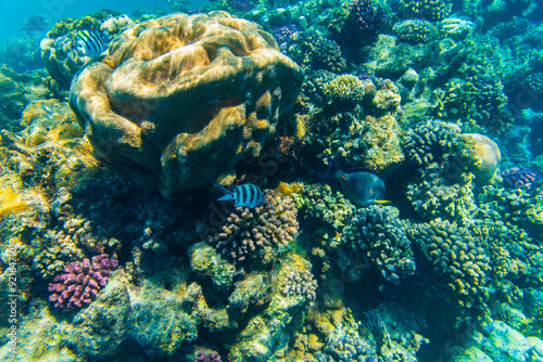 Colonies of the corals and tropical fishes at coral reef in Red sea photo