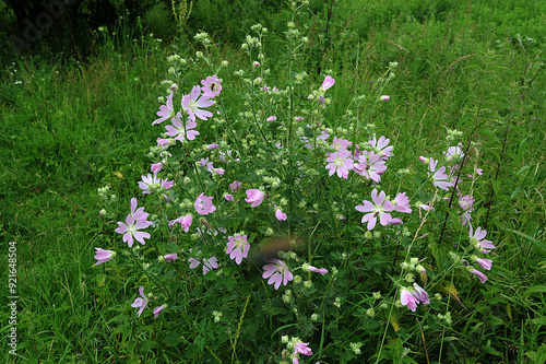 Delicate pink flower lavatera photo