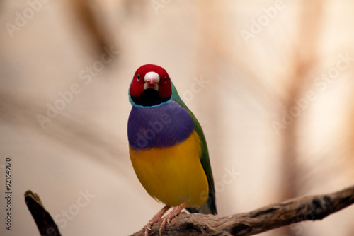 Tableau sur toile The gouldian  finch is a small bird, with a bright green back, yellow belly and a purple breast