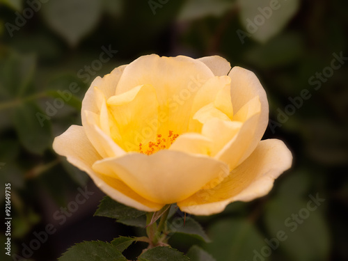 Closeup of single flower of Rosa 'Gardeners' Gold'