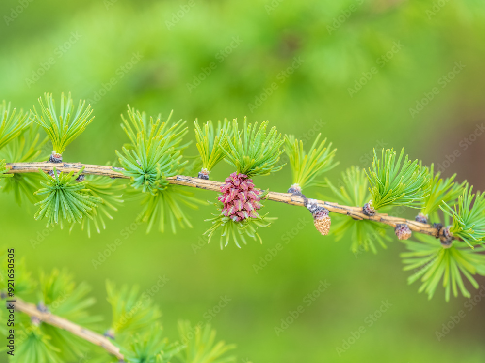 Larch tree fresh pink cones blossom at spring on nature background Larch tree fresh pink cones blossom at spring on nature background