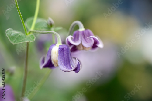 Принти на полотні Closeup of flower of Clematis 'Fascination'