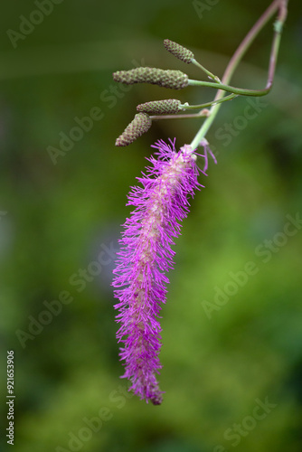 Closeup of flowers of Sanguisorba hakusanensis 'Lilac Squirrel' photo