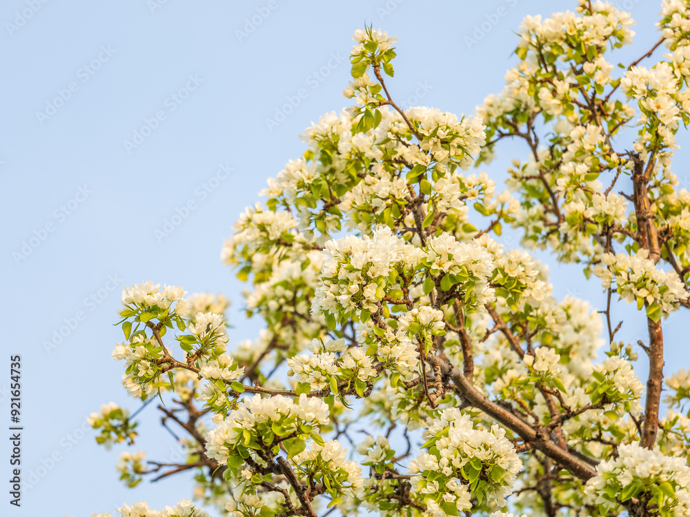 Apple tree branches with white flowers on a background of blue clear sky. Apple tree branches with white flowers on a background of blue clear sky.