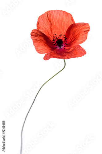 Beautiful poppy