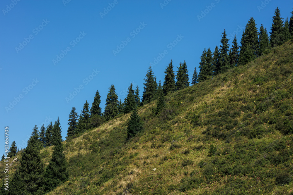 Obraz premium pine forest in the mountains