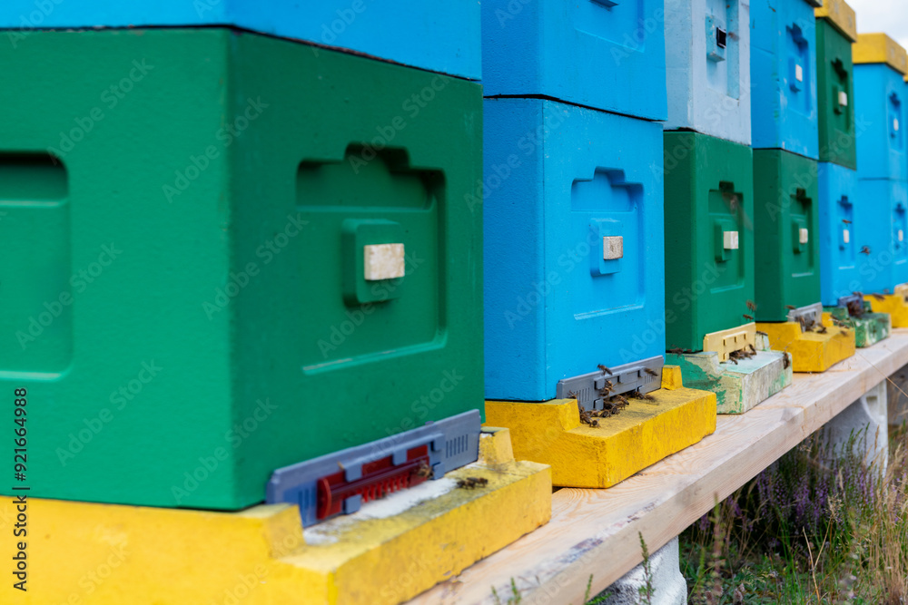 Portable forest apiary with bees, on the heath, near Borne Sulinowo, Poland Portable forest apiary with bees, on the heath, near Borne Sulinowo, Poland