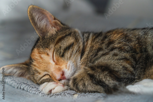 Tabby kitten sleeping soundly on soft surface close up, essence of tranquility. 