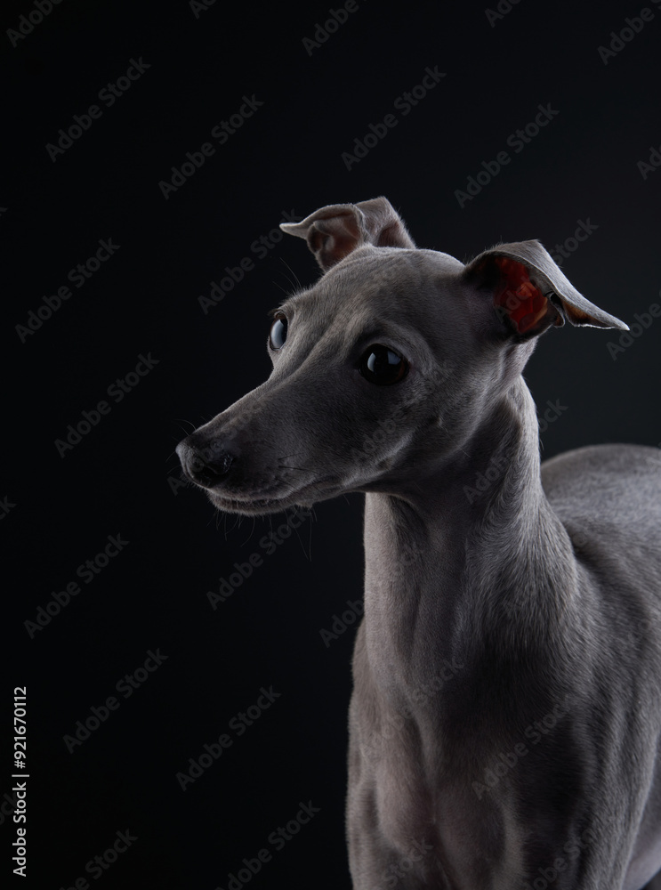 An Italian Greyhound looks attentively off-camera, its ears perked up and eyes wide, against a dark backdrop emphasizing its alert nature. An Italian Greyhound looks attentively off-camera, its ears perked up and eyes wide, against a dark backdrop emphasizing its alert nature.
