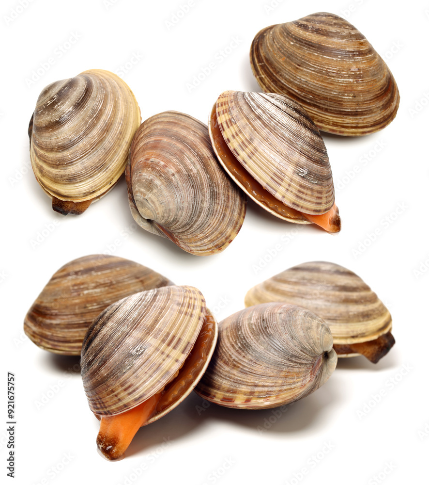 Stacked fresh raw clams on white background Stacked fresh raw clams on white background