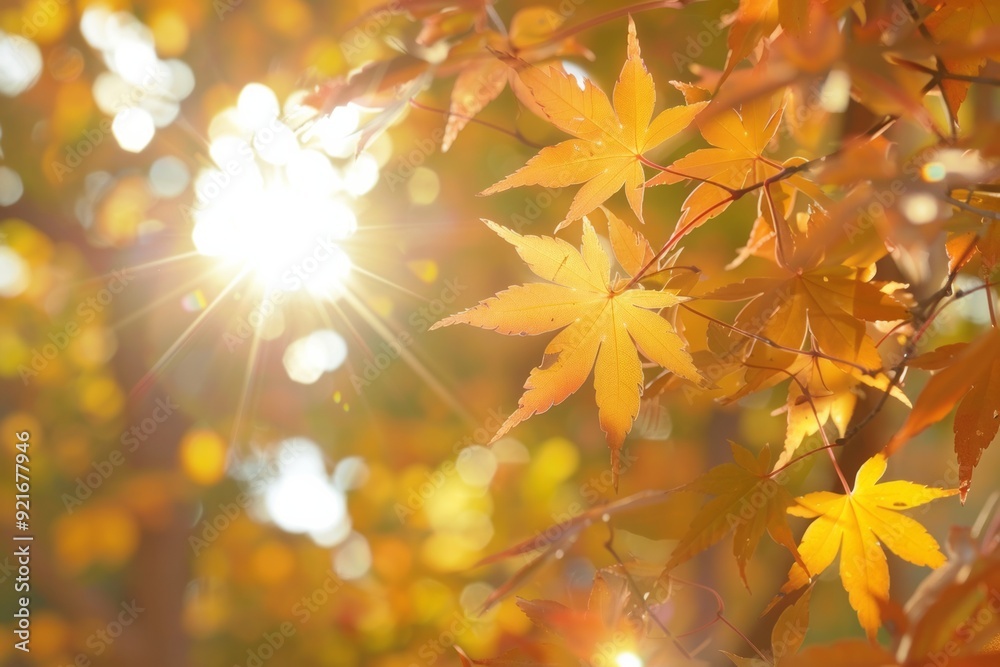 Sunlight shining through the fall maple leaves. AI generative Sunlight shining through the fall maple leaves. AI generative
