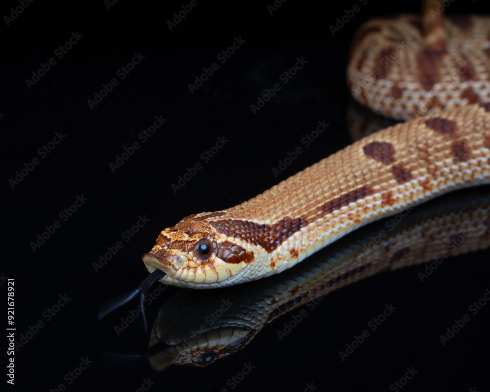 Western Hognose snake reflection, Raging Red Conda morph Western Hognose snake reflection, Raging Red Conda morph