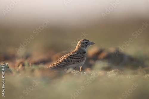 Brown bird perching on the ground. Animal background.