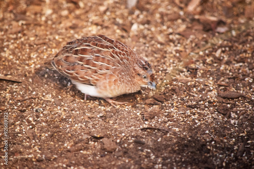 The Little Button-quail is a small reddish brown bird with narrow white streaks on its upper parts