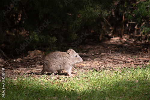 The Long-nosed Potoroo have a brown to grey upper body and paler underbody. They have a long nose that tapers with a small patch of skin extending from the snout to the nose. photo