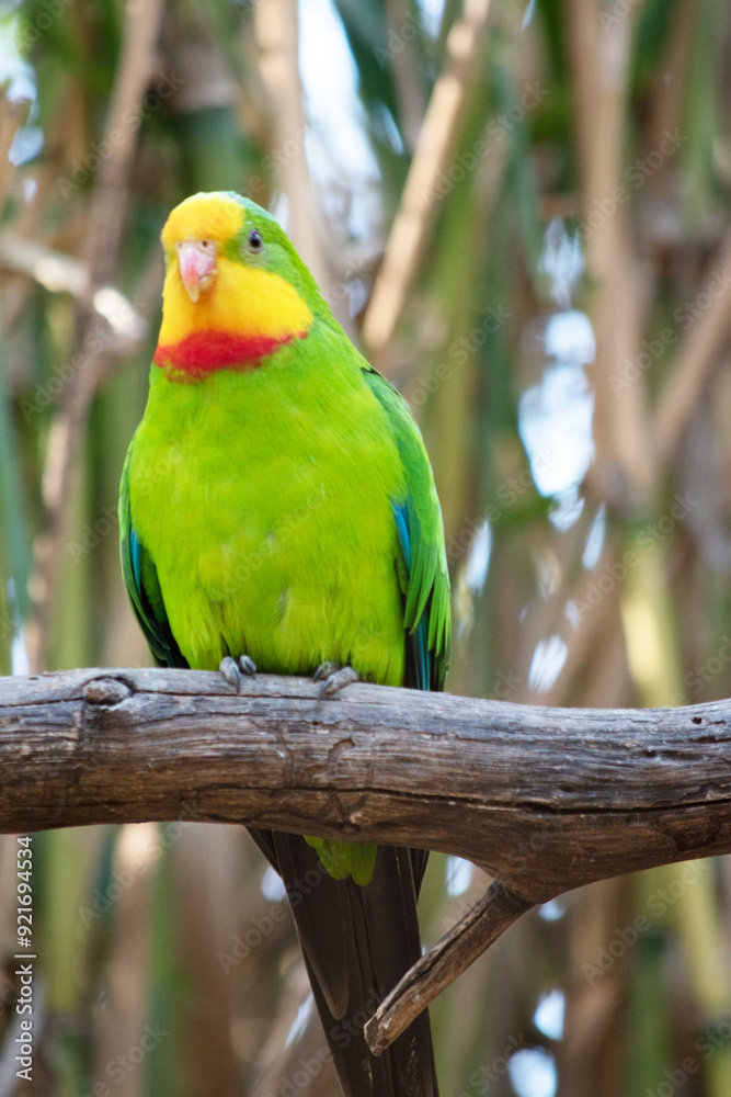 Obraz premium the superb parrot has a green body with red under its neck and yellow forehead and chin