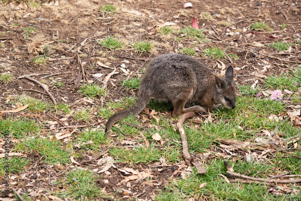 Fototapeta premium The tammar wallaby has dark greyish upperparts with a paler underside and rufous-coloured sides and limbs. The tammar wallaby has white stripes on its face