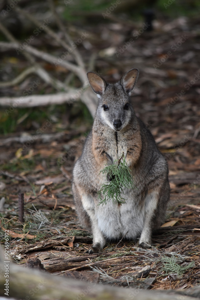 the tammar wallaby has dark greyish upperparts with a paler underside and rufous-coloured sides and limbs. The tammar wallaby has white stripes on its face. the tammar wallaby has dark greyish upperparts with a paler underside and rufous-coloured sides and limbs. The tammar wallaby has white stripes on its face.