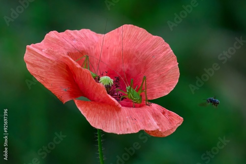 Grasshoppers and poppy flower