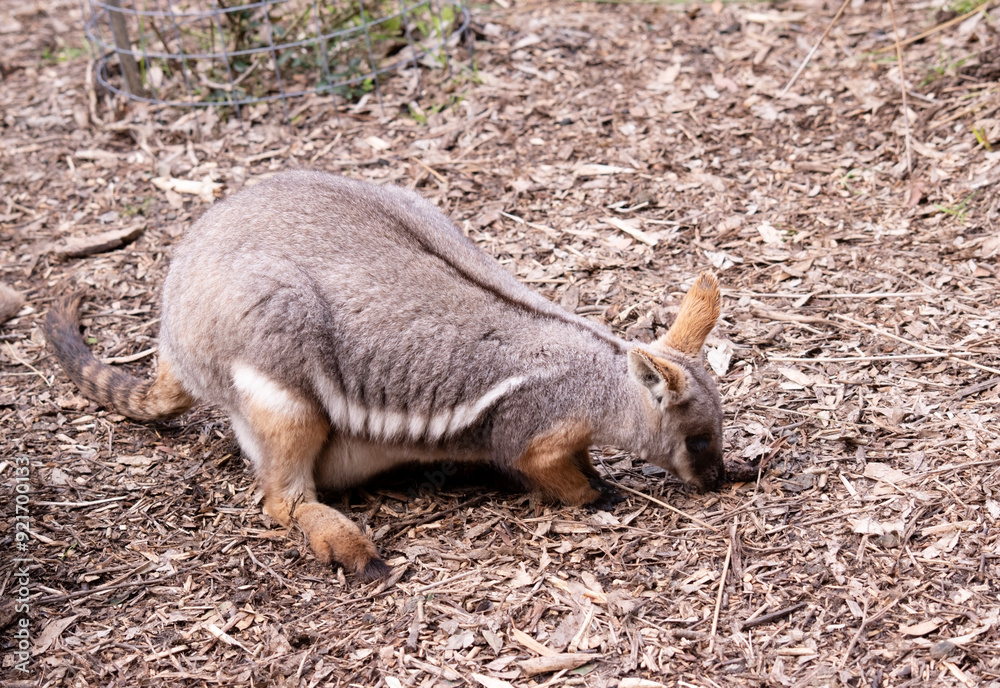 The Yellow-footed Rock-wallaby is brightly coloured with a white cheek stripe and orange ears. It is fawn-grey above with a white side-stripe, and a brown and white hip-stripe. The Yellow-footed Rock-wallaby is brightly coloured with a white cheek stripe and orange ears. It is fawn-grey above with a white side-stripe, and a brown and white hip-stripe.