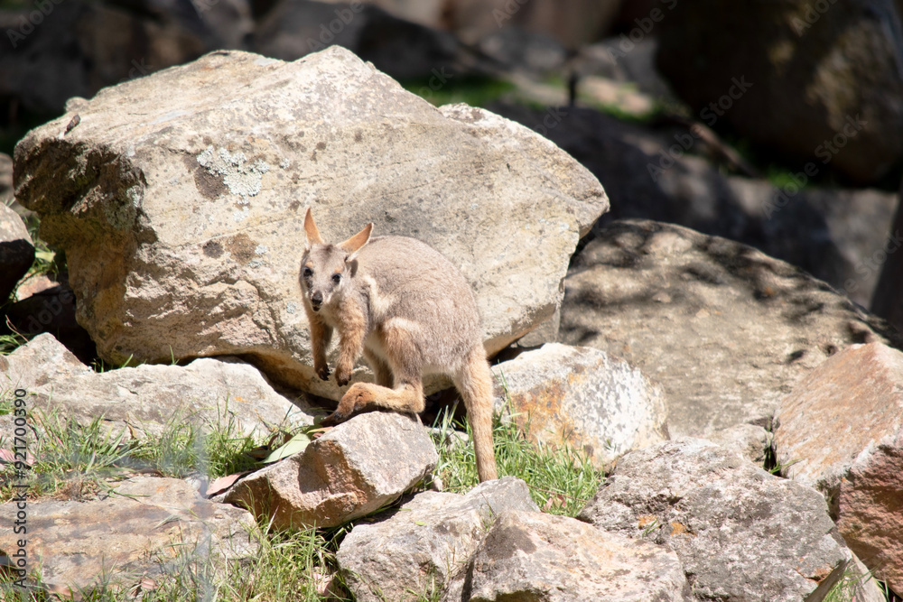 Obraz premium The Yellow-footed Rock-wallaby is brightly coloured with a white cheek stripe and orange ears. It is fawn-grey above with a white side-stripe, and a brown and white hip-stripe.