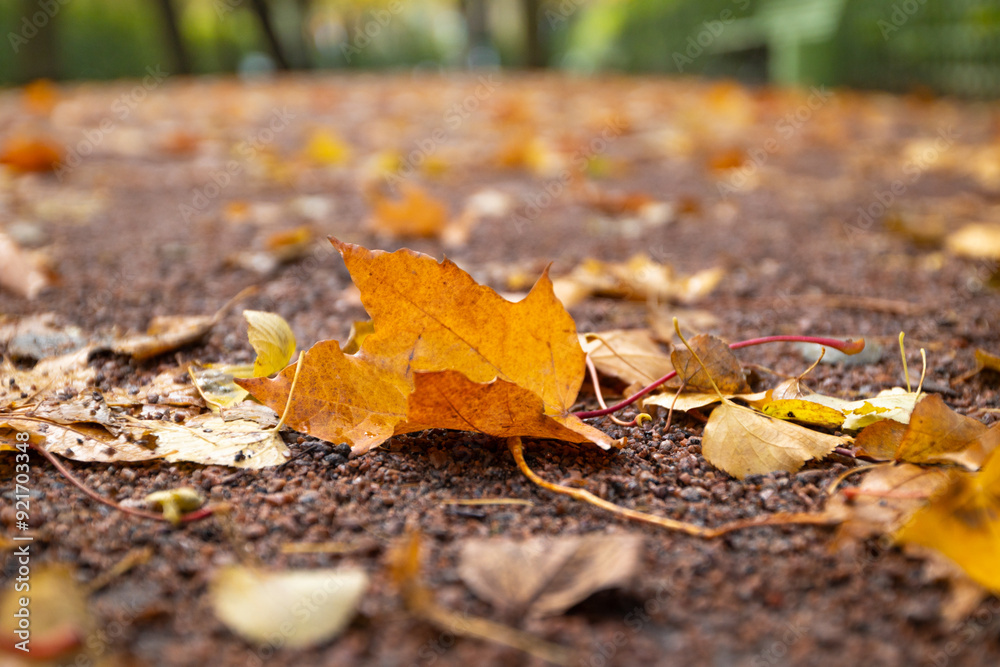 leaf fall season, autumn nature background with maple leaf on the ground leaf fall season, autumn nature background with maple leaf on the ground