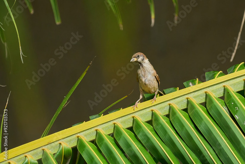 Olive-winged bulbul