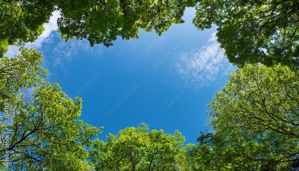Looking up at the green tops of trees with blue sky in background Looking up at the green tops of trees with blue sky in background