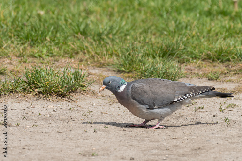 Obraz premium A Common wood pigeon looking for food on the ground