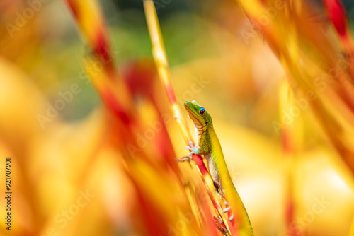 The gold dust day gecko feeds on insects and nectar.  Aechmea blanchetiana / orangeade bromeliad. (Phelsuma laticauda) is a diurnal species of gecko. Dole Plantation, Oahu, Hawaii

