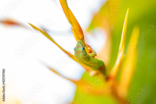 The gold dust day gecko feeds on insects and nectar.  Aechmea blanchetiana / orangeade bromeliad. (Phelsuma laticauda) is a diurnal species of gecko. Dole Plantation, Oahu, Hawaii
